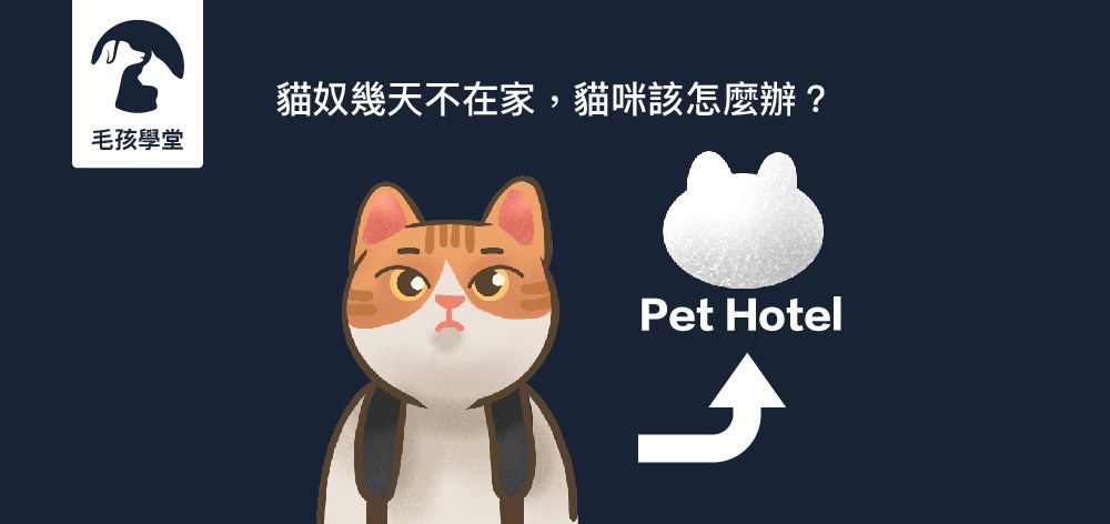 當貓奴需要出門幾天不在家，貓咪應該怎麼辦？